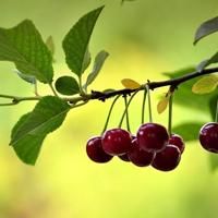 苹果手机无法开机原因_iPhone电池接触不良无法开机_苹果4s关机充上电图片