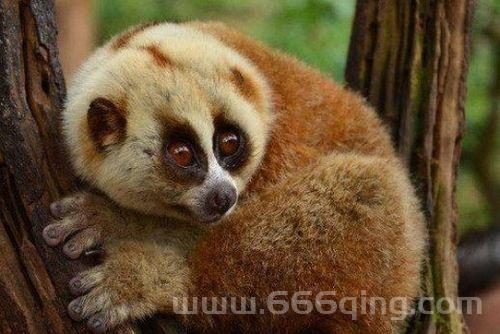 洛克王国小蜂猴怎么进化?3分钟了解小蜂猴进化!