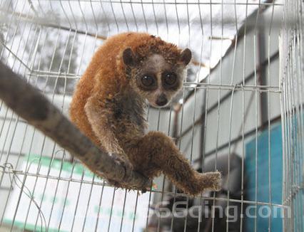 洛克王国小蜂猴怎么进化?3分钟了解小蜂猴进化!