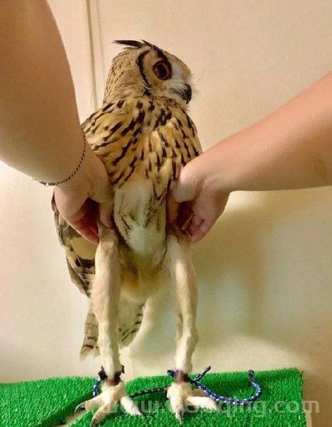 灵魂兽猫头鹰哪里有?详细坐标分享和捕捉指南!