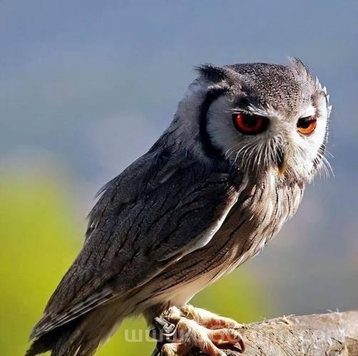 灵魂兽猫头鹰哪里有?详细坐标分享和捕捉指南!