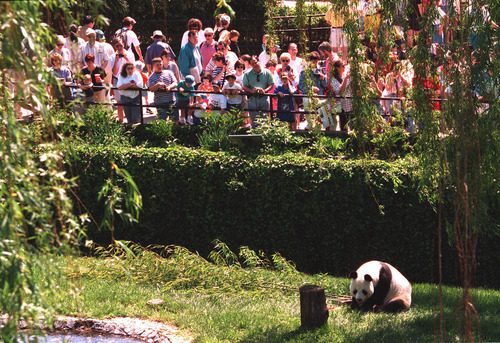大熊猫抵美50周年_中美大熊猫保护合作_美国明星去看大熊猫