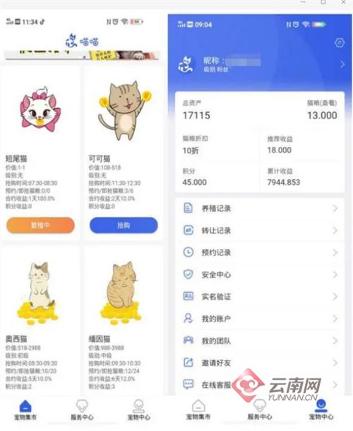 网上有哪些app能赚钱_虚假投资养猫APP_云养猫APP骗局