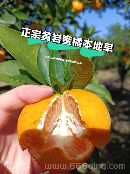 黄岩蜜橘的历史：追溯至三国的千年栽培传统