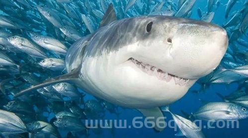 鲨鱼无鱼鳔如何浮游？探索软骨鱼类特性