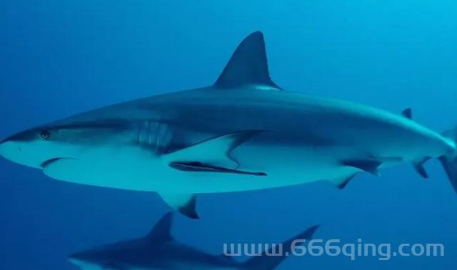 鲨鱼无鱼鳔如何浮游？探索软骨鱼类特性