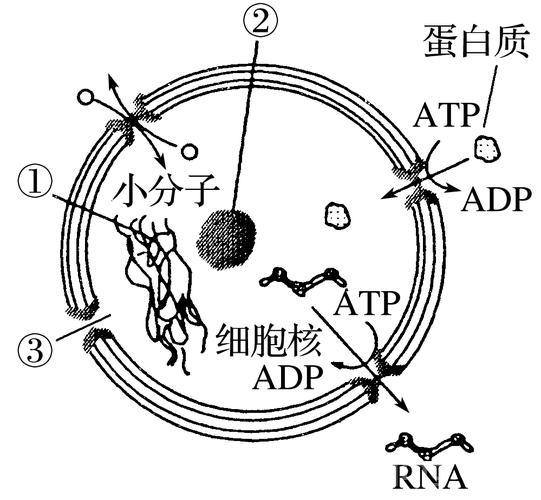 核物质详解：从基本结构到核反应的科学探索