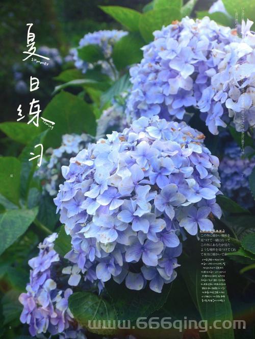 绯樱绣球怎么采集？雷元素采集技巧与地点详解