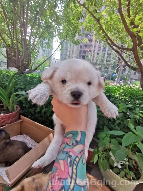 跳跳妹妹的宠物狗叫啥名字？原来是这个小可爱！