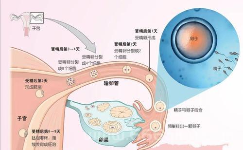 被子植物双受精详解：了解卵细胞与极核的双重结合