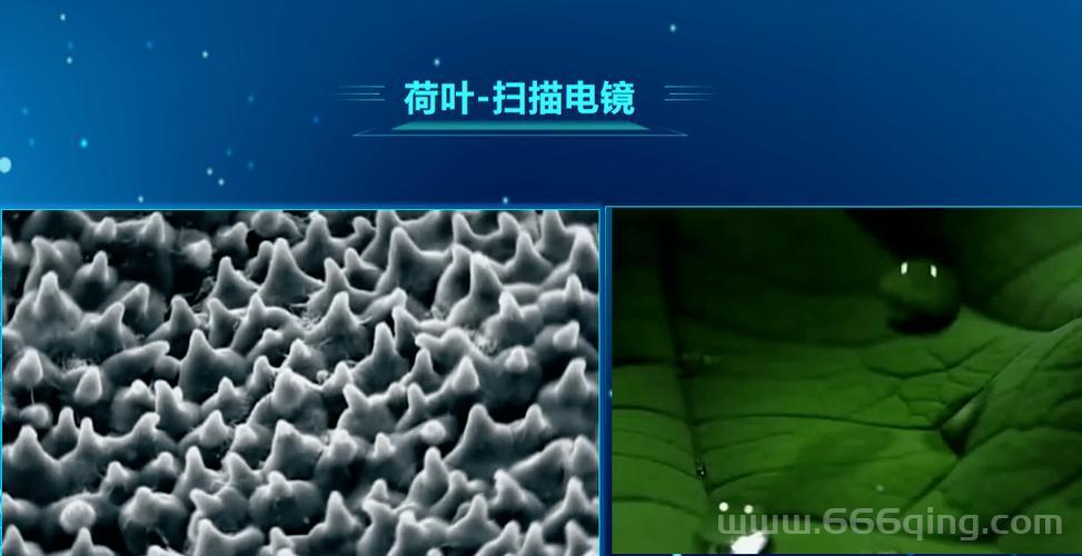 荷叶表面结构揭秘：为何水珠不留？蚂蚁庄园解答
