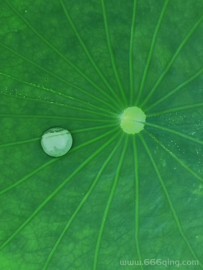 荷叶表面结构揭秘：为何水珠不留？蚂蚁庄园解答