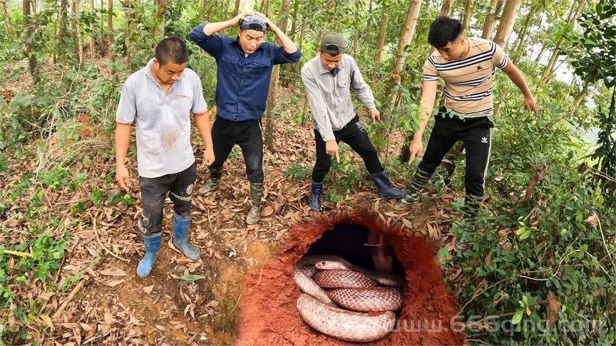 鬼医的宠物蛇哪里能看？这几个平台可以免费阅读！