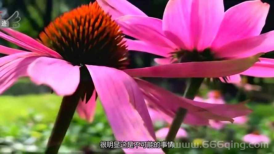 隐身术教学哪里有？这几个方法让你轻松学会！