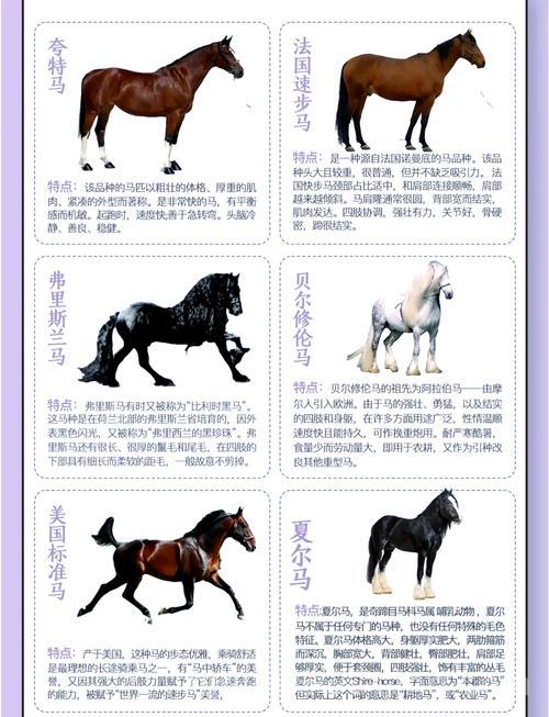 银色马驹的缰绳值不值钱？看看它的收藏价值和市场分析！