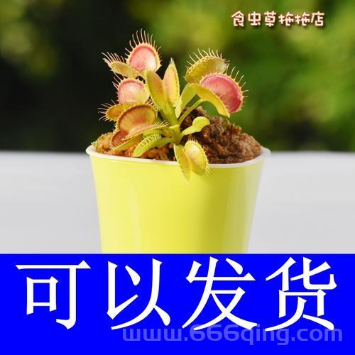 食人花种子哪里能买到？分享几个靠谱的购买地方。