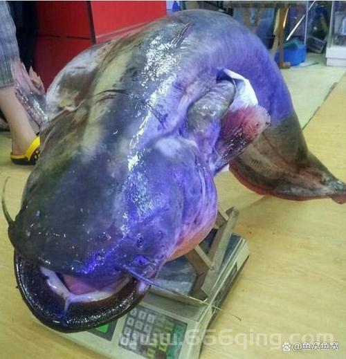 野人海岸蓝色叉牙鱼泛滥？钓鱼佬表示这鱼太难钓！