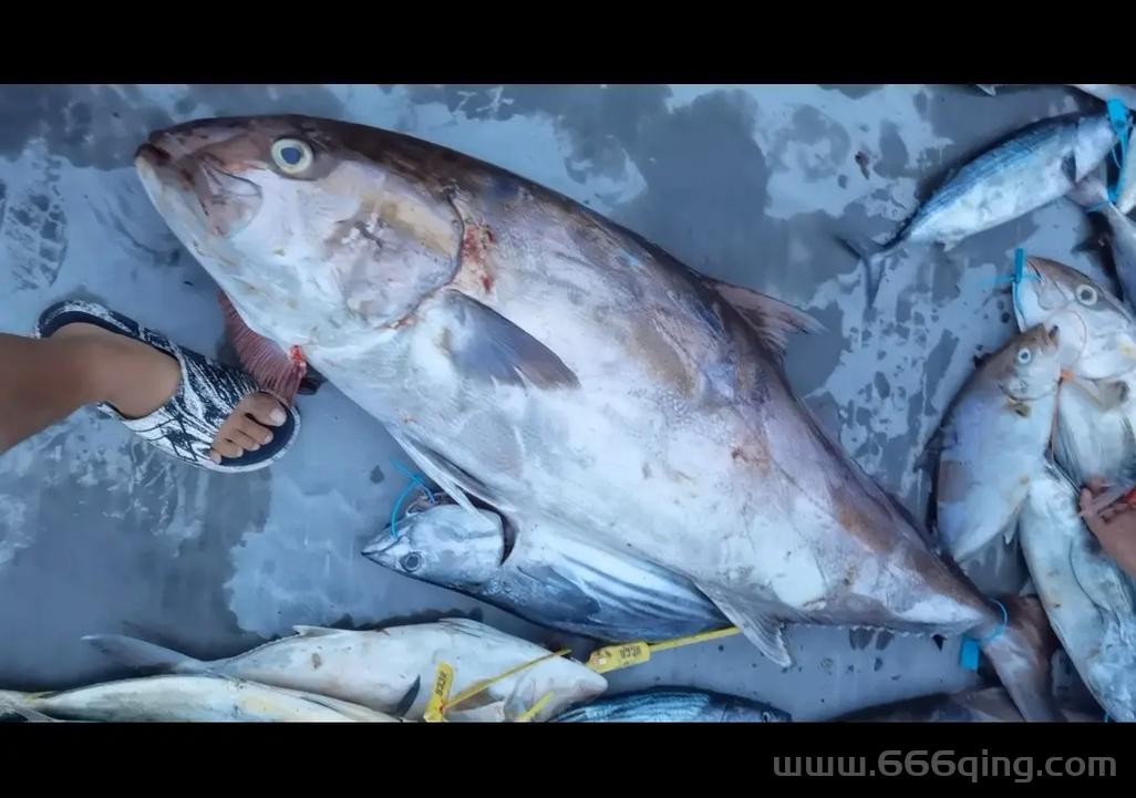 野人海岸蓝色叉牙鱼泛滥？钓鱼佬表示这鱼太难钓！