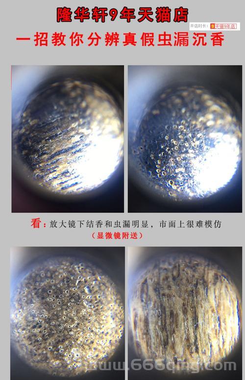越海提灯小豆子哪里买？这几个渠道正品保真！