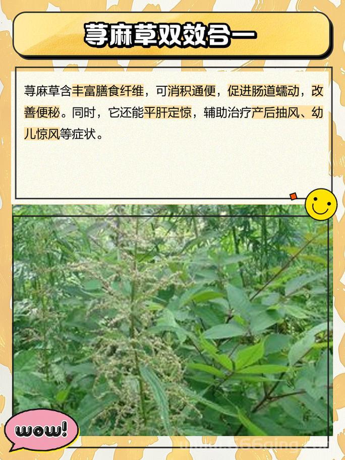 血荨麻有啥用？这几种作用你一定想知道！