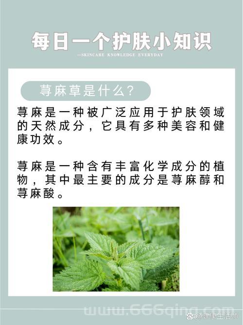 血荨麻有啥用？这几种作用你一定想知道！