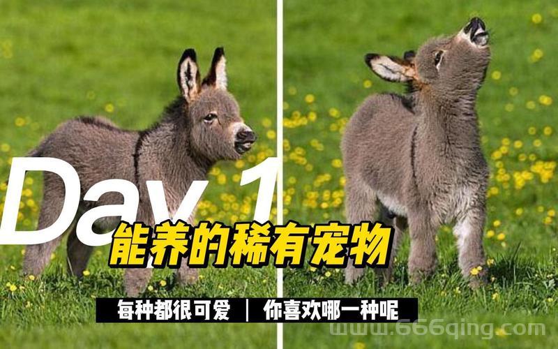 翡翠林稀有宠物坐标分享，轻松捕捉稀有宠物