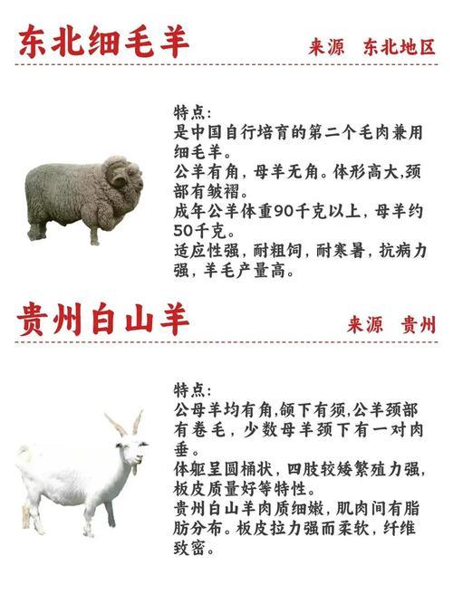 羊仙真身是真的吗？看完这篇你就全明白了！