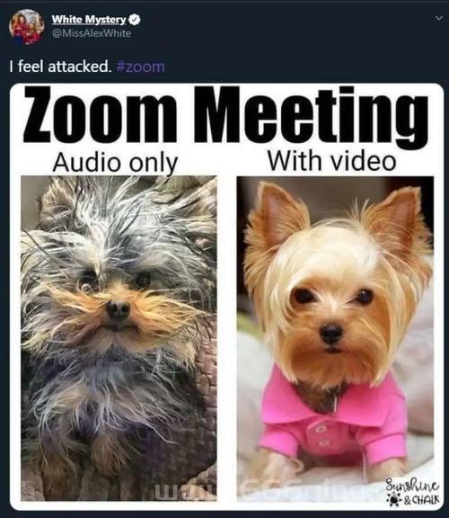 美国ZOOM人狗APP好用吗？网友真实体验分享！