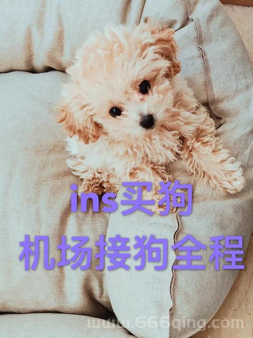 美国ZOOM人狗APP好用吗？网友真实体验分享！