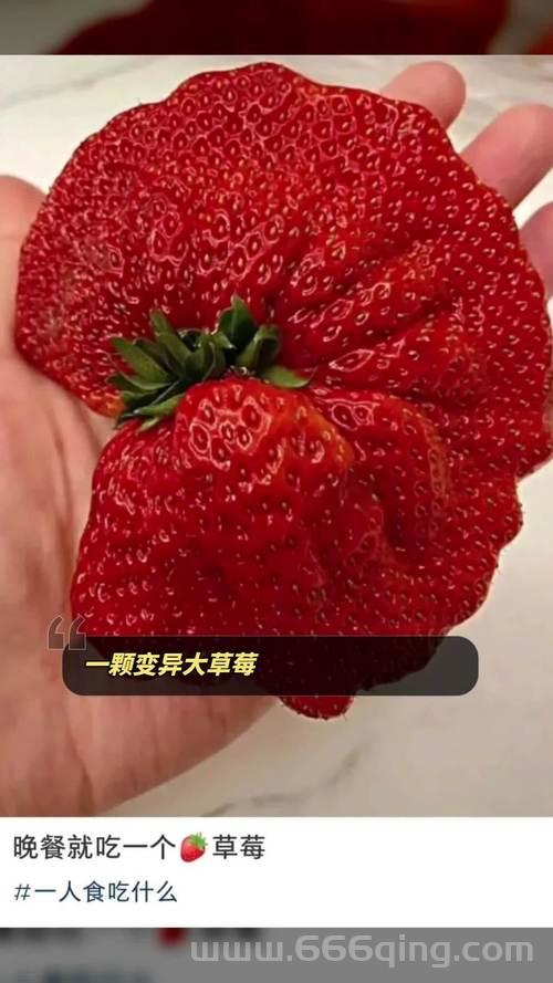 突变草莓是什么？看完这个你就知道啦！