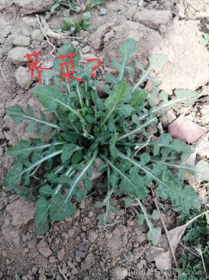 挖野菜是什么意思？挖野菜的技巧和注意事项！