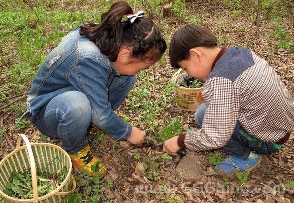 挖野菜是什么意思？挖野菜的技巧和注意事项！