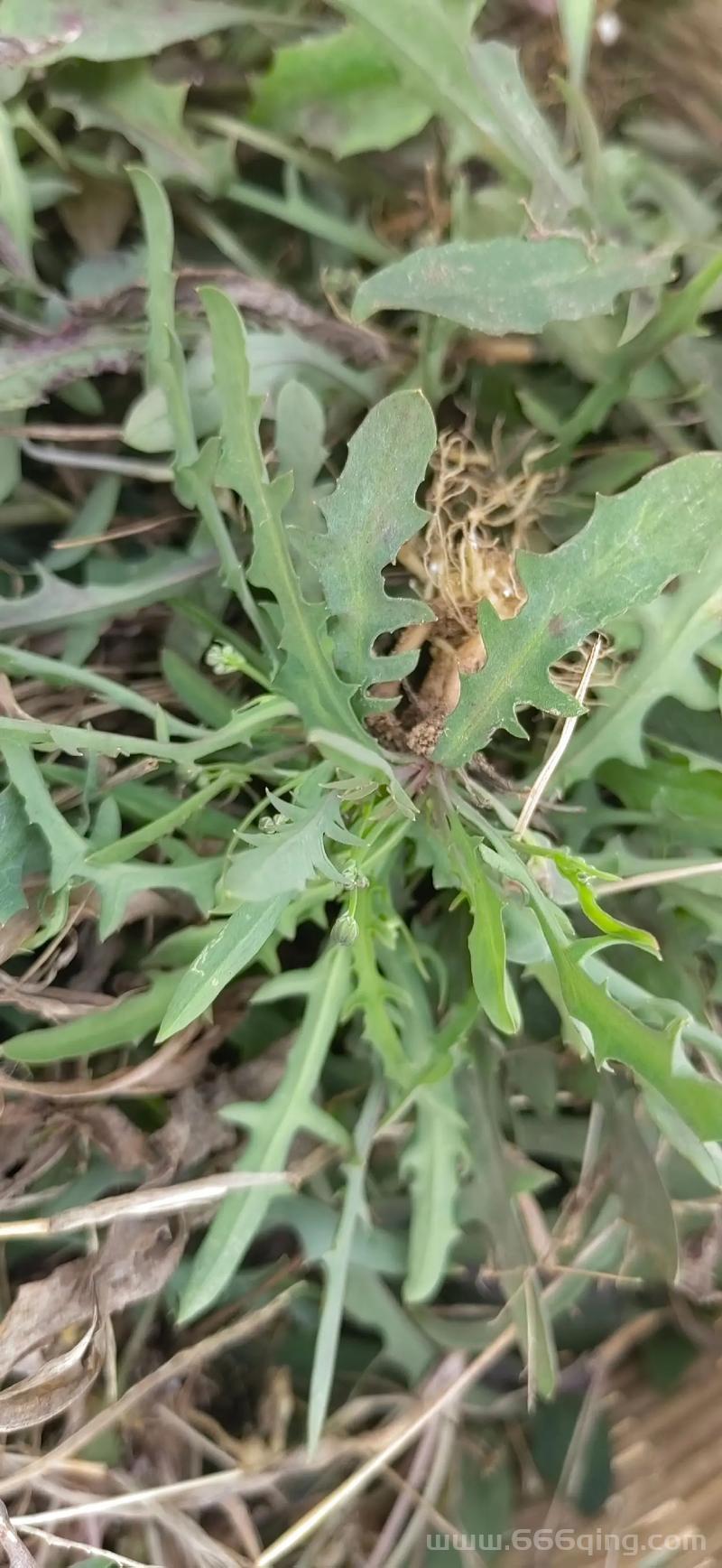 挖野菜是什么意思？挖野菜的技巧和注意事项！
