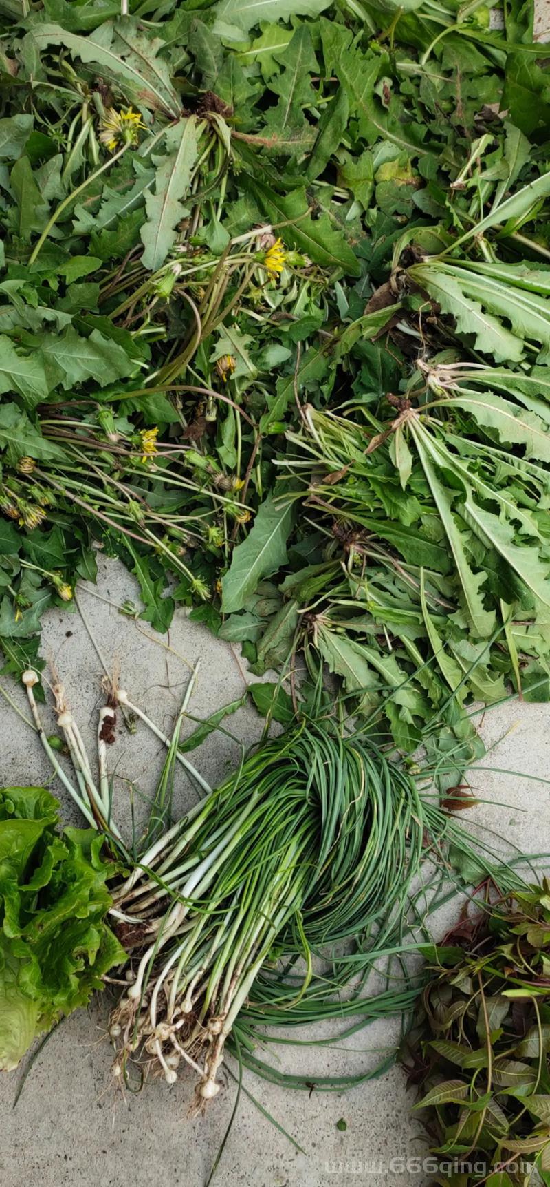 挖野菜是什么意思？挖野菜的技巧和注意事项！