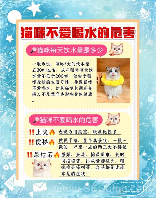 猫咪官方app网页版打不开？试试这几个解决方法！