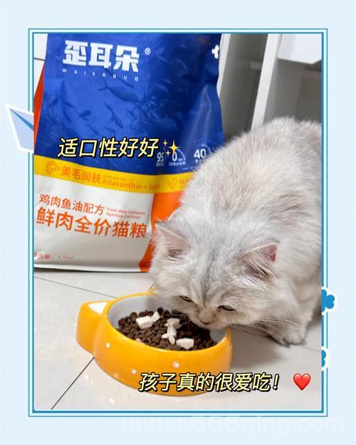 猫咪官方app网页版打不开？试试这几个解决方法！