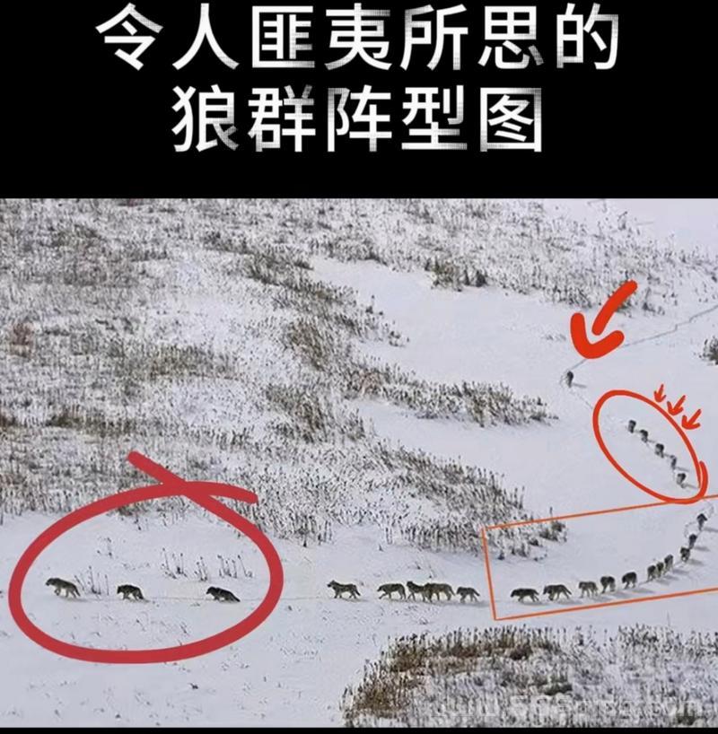 狼群战术是什么？看完这篇你就懂了！