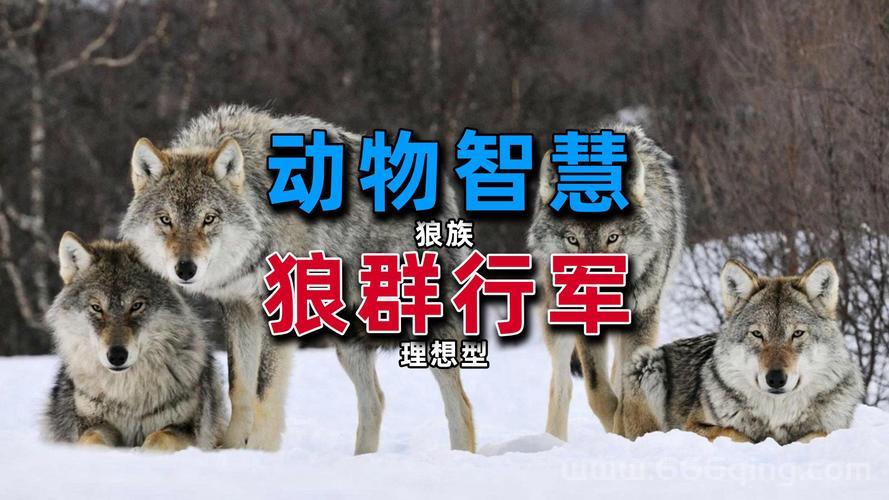 狼群战术是什么？看完这篇你就懂了！