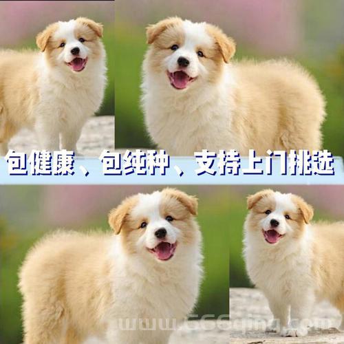 狗民团购靠谱吗？宠物用品折扣大放送，别错过！