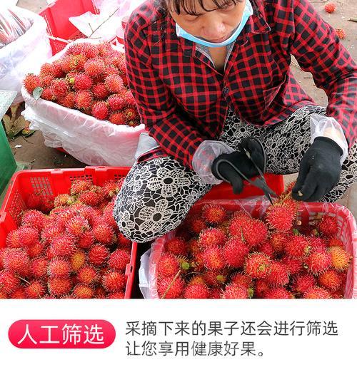 热带太阳果有什么好处？这些好处你要知道！