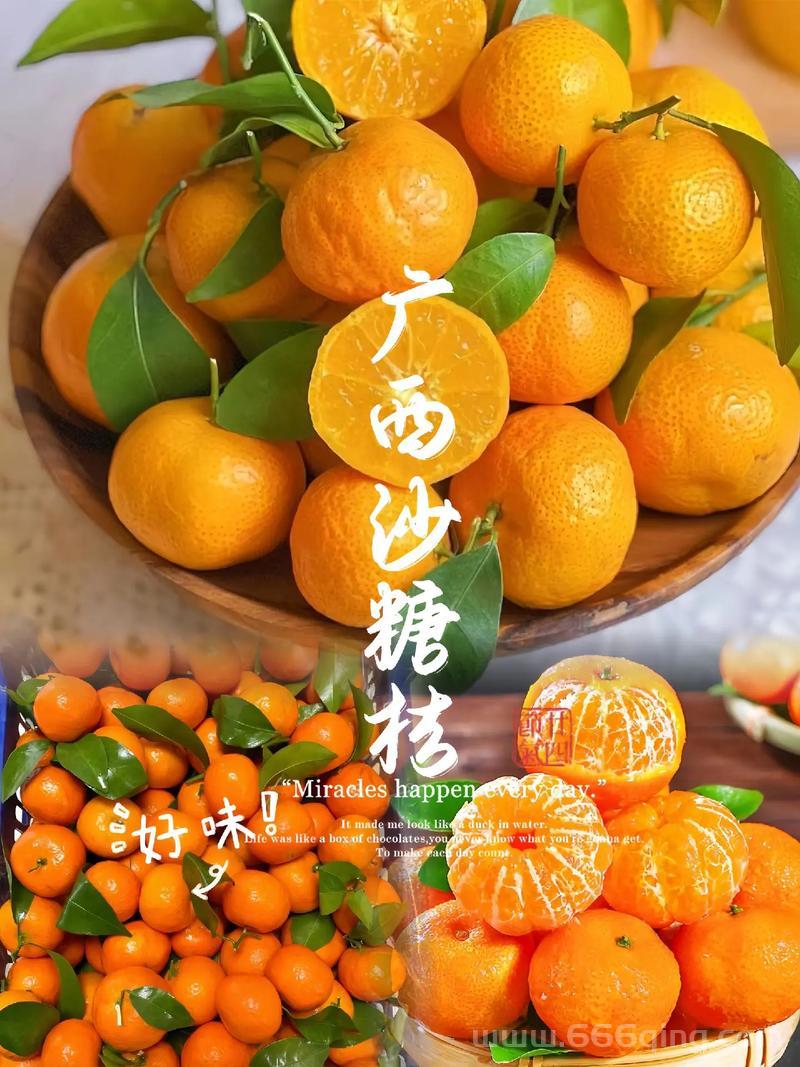 沙糖桔梗的出处是哪里？为什么突然火起来了？