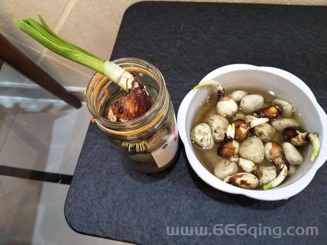 水熊虫和水仙花，八竿子打不着？其实关系大着呢！