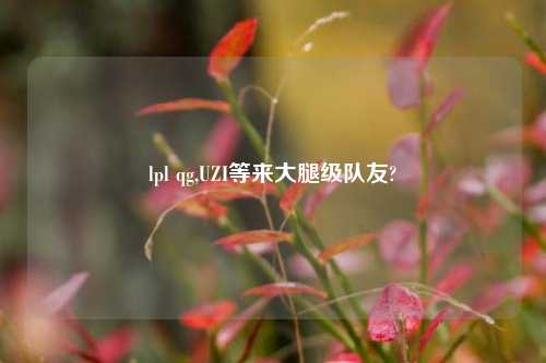 lpl qg,UZI等来大腿级队友?