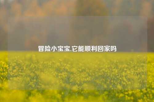 冒险小宝宝,它能顺利回家吗